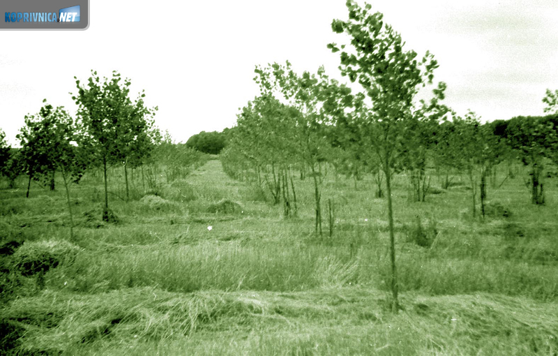 Komasacijom su se dobivale i nove šumske površine: šumski nasad iz 60-ih godina (kolorirani crno-bijeli fotos)