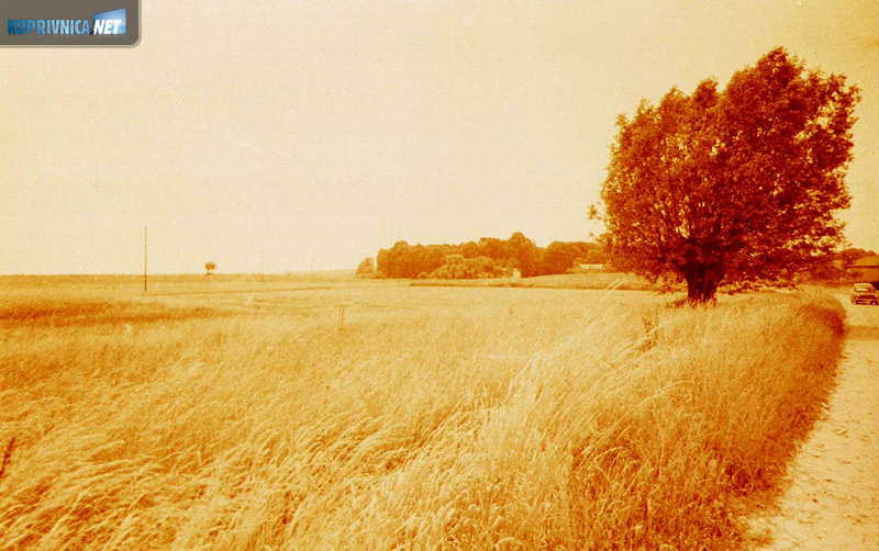 Bolji urodi na komasiranim površinama, podravska polja iz lipnja 1982. godine (kolorirani crno-bijeli fotos)