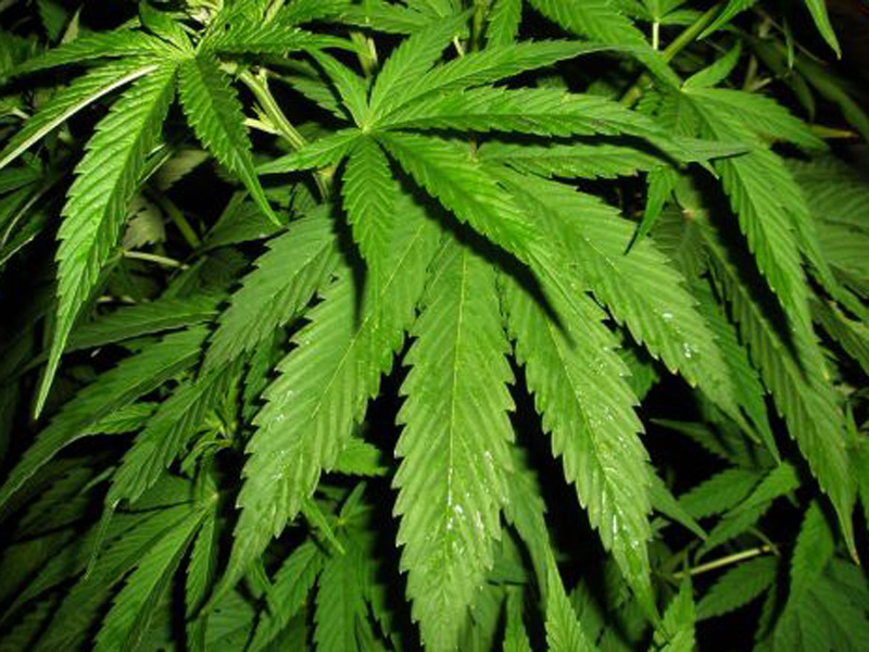 Tijekom prošle godine policija je oduzela 32 kg marihuane 