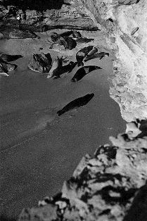 Kolonija sredozemnih medvjedica snimljenih 1945. godine (foto: Wikimedia Commons)