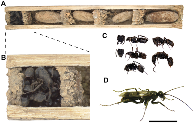 Poprečni presjek gnijezda (foto: Staab et al, doi:10.1371/journal.pone.0101592)