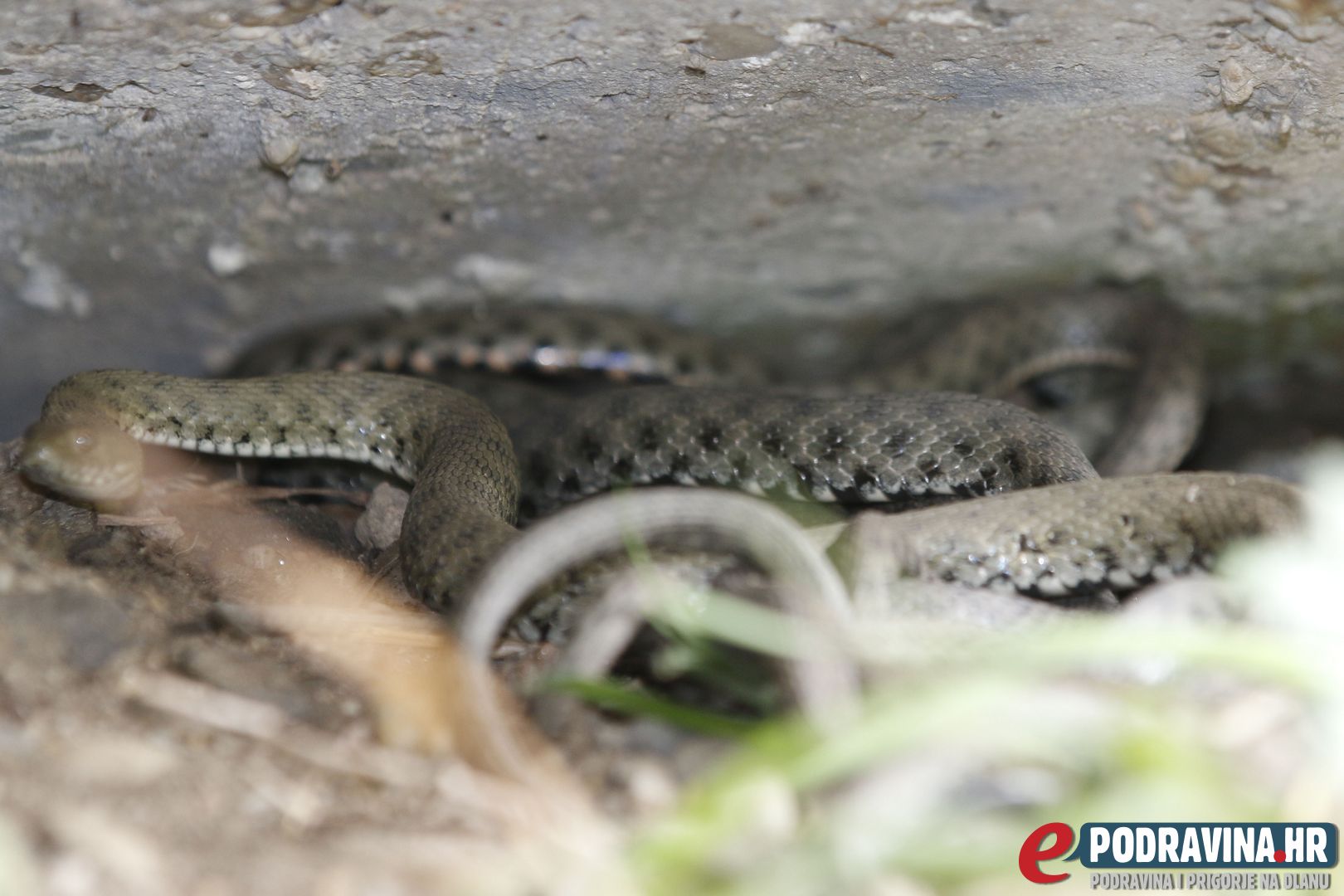 Leglo zmija kod pothodnika // Foto: Matija Gudlin