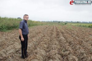 Ivan Pakasin na jednom od svojih polja krumpira // Foto: Matija Gudlin