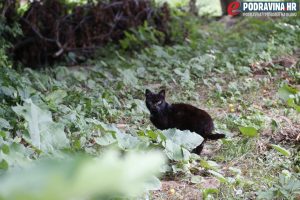Mačke lutaju po dvorištima susjeda // Foto: Matija Gudlin