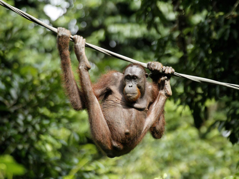 Orangutan u utočištu Sepilok