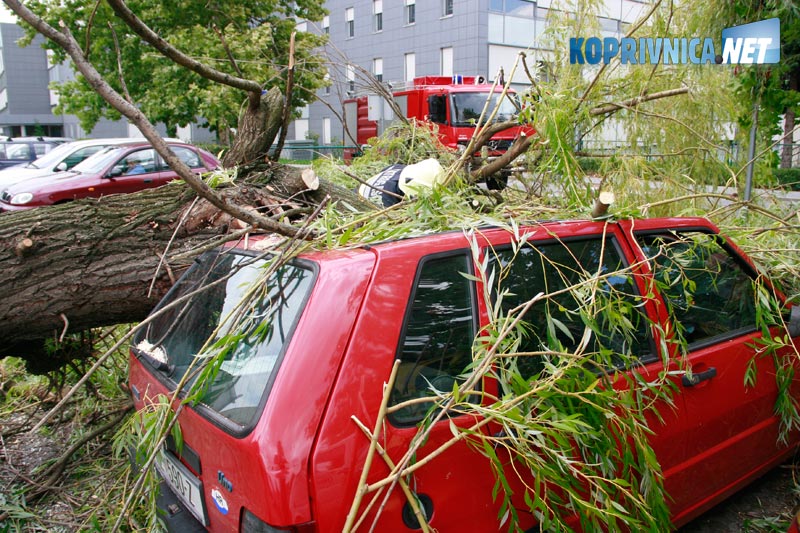 Nezgoda na bolničkom parkiralištu – dotrajalo stablo uništilo dva automobila // foto: Ivan Brkić