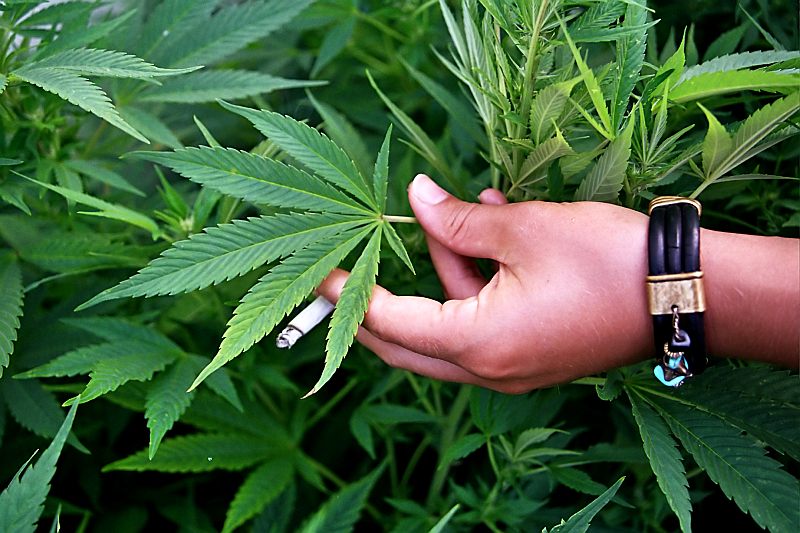 Osobe koje "petljaju" s marihuanom često su na meti policije // Foto: Ilustracija