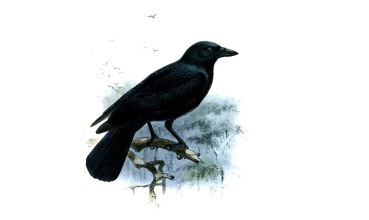 Vrana Corvus moneduloides (foto: Wikimedia Commons)