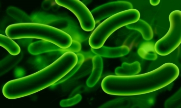 Bakterije, ilustracija (foto: FreeDigitalPhotos)
