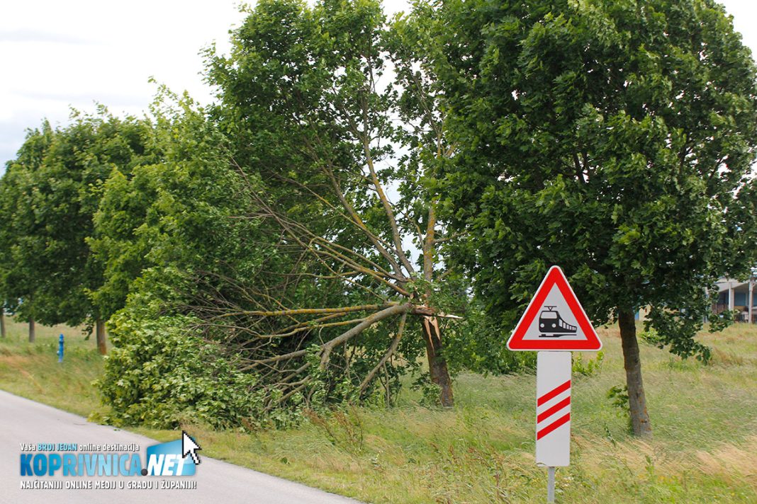 Vjetar je rušio stabla diljem županije // Foto: Koprivnica.net