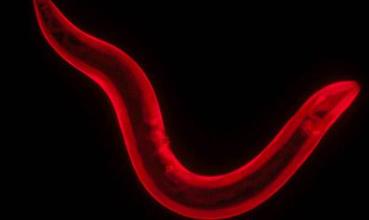 Caenorhabditis elegans (foto: Siegfried Hekimi)
