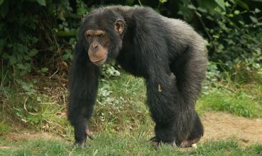 Čimpanza, Pan troglodytes (foto: Wikimedia Commons)