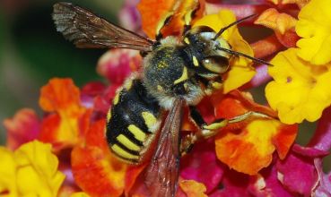 Solitarna pčela Anthidium florentinum (foto: Wikimedia Commons)