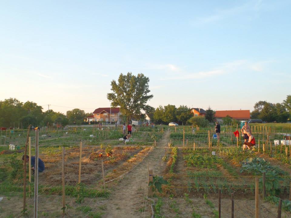 Koprivnički eko vrtovi, projekt udruge Kopriva // Foto: Arhiva