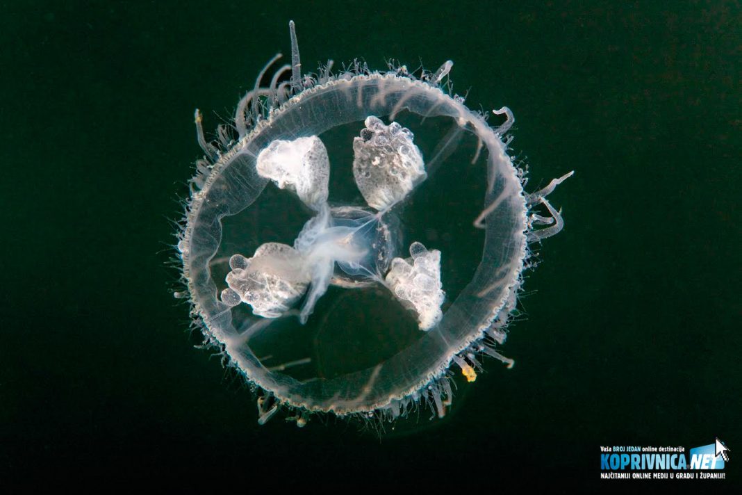 Meduza uslikana na Šoderici // foto: Goran Šafarek