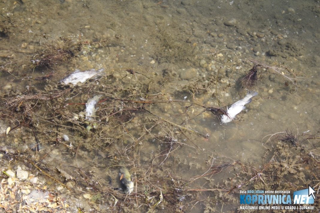 Mrtve ribe mogle su se vidjeti uzduž cijele obale jezera // Zvonimir Markač