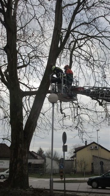 Uređenje stabala ispred Domoljuba // Foto: komunalac.hr