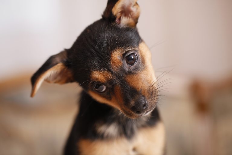 VIDEO Mogu li psi namirisati koronu? “Pola sekunde dovoljno im je kako bi saznali ima li netko virus”
