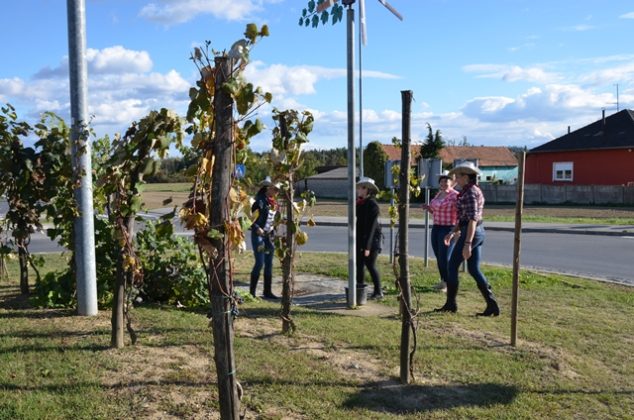 FOTO Kaubojke pobrale grožđe i uredile mali vinograd na rotoru
