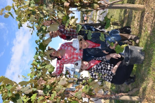 FOTO Kaubojke pobrale grožđe i uredile mali vinograd na rotoru