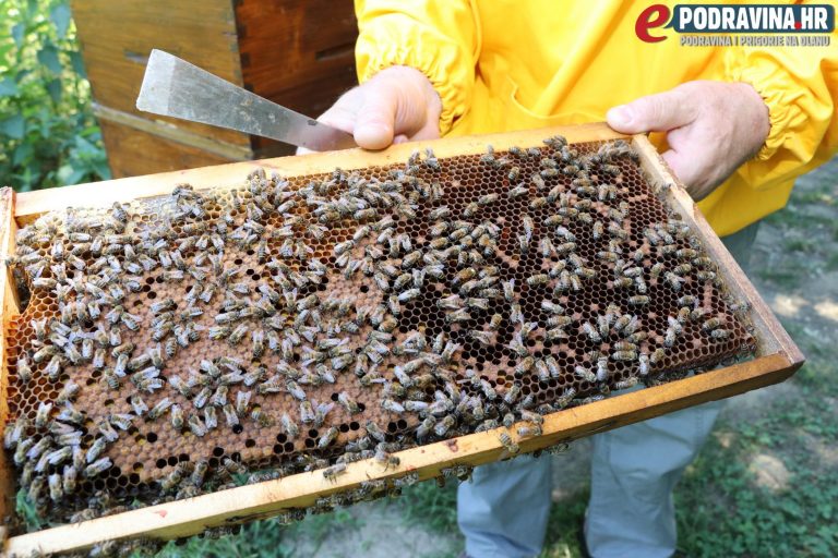 VIDEO Katastrofalna godina za pčelare, čak 70 posto manje meda nego prošle sezone