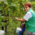Berba grožđa u Lubreškim vinogradima