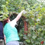Berba grožđa u Lubreškim vinogradima
