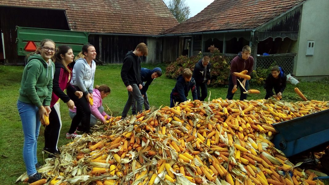 Učenici iz Molvi u dva školska sata pospremili punu prikolicu kukuruza