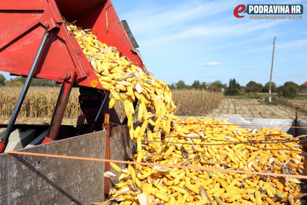 Branje kukuruza 