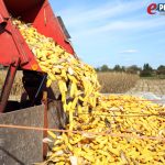 Branje kukuruza