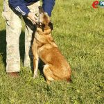 Policijski pas Boose i Milan Slaviček // Foto: Jurica Karan