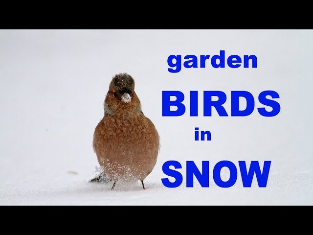 VIDEO Kako pomoći pticama tijekom zime
