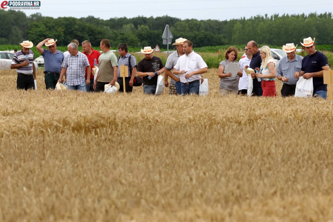 Dani polja pšenice 