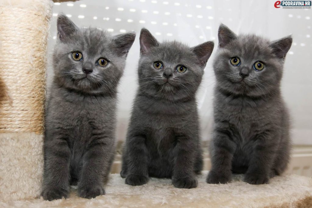 Britanske plave mačke // Foto: Matija Gudlin
