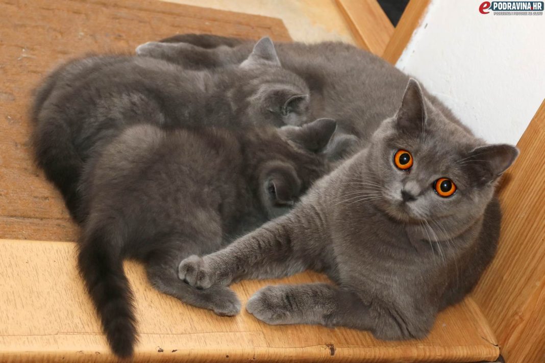 Britanske plave mačke // Foto: Matija Gudlin