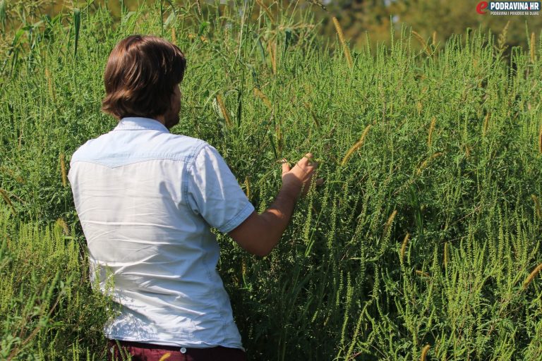 U Špoljarskoj ambrozija prerasla dva metra i guši alergičare, Funtek: Radi se o neobrađenim parcelama vrtova koje ćemo pokositi