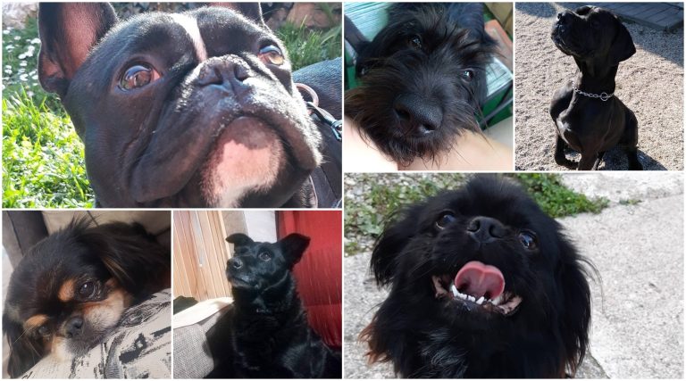 FOTO Zatrpali ste nas fotkama svojih preslatkih crnih pasa, pogledajte je li se i vaš našao među najljepšima