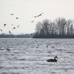 Šoderica, labudovi i šetnja uz jezero