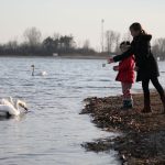 Šoderica, labudovi i šetnja uz jezero