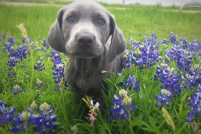 weimaraner t yRKox