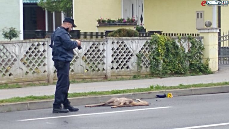 FOTO Auto usmrtio srnu praktički u centru grada, policija je na terenu