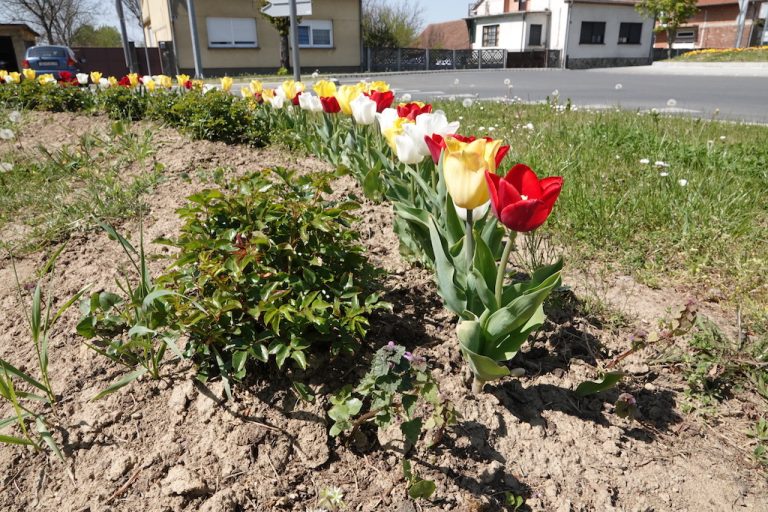 FOTO Kružni tok u Đurđevcu obojan predivnim tulipanima, uređuju se zelene površine u cijelom gradu