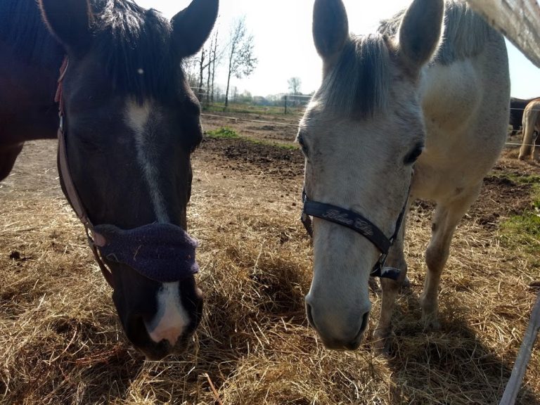 Udruga Osmijeh uz pomoć donacija uspjela osigurati održavanje hladnog pogona i skrb o konjima u naredna četiri mjeseca