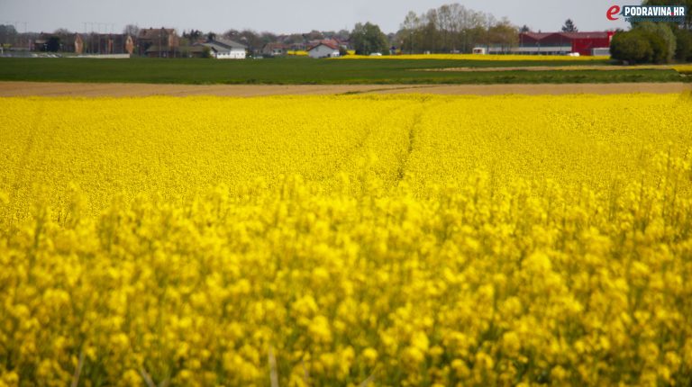 FOTO Žute se rascvjetana podravska polja