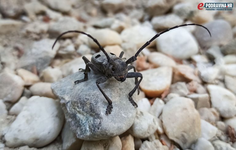 Vidi me kako sam lijep, ticala su mi za pet!