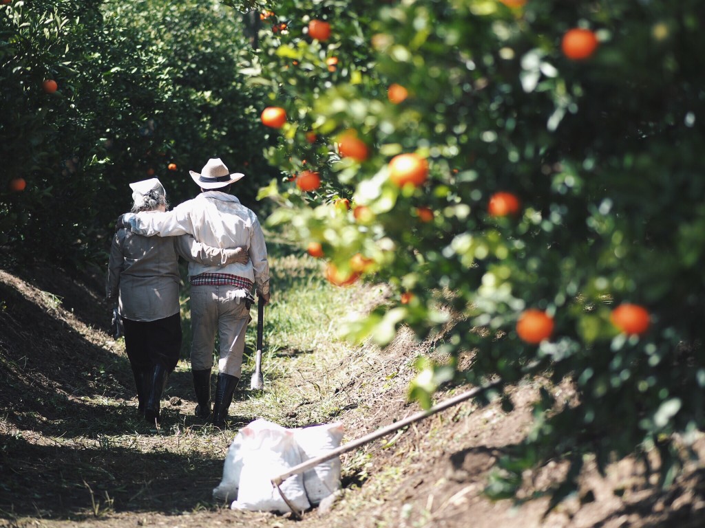 married orange orchard owners family farmers walking and hugging shoulders t GGwm