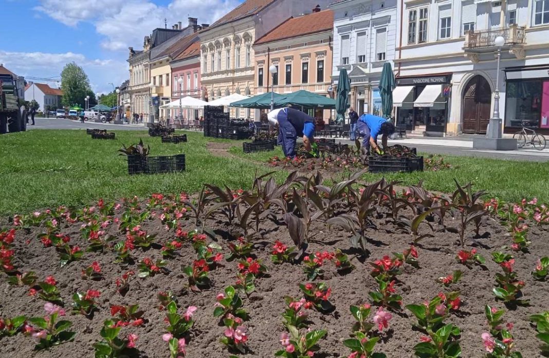 Komunalac sadi cvijece u centru Koprivnice