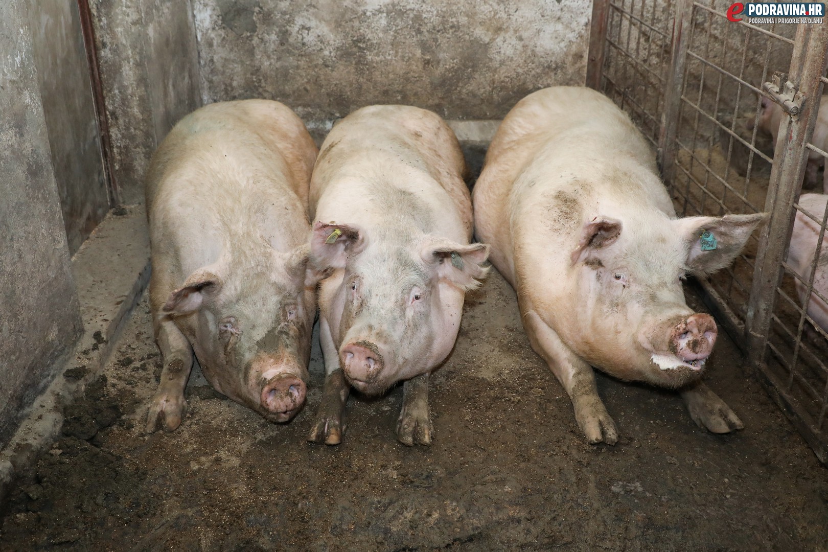 Foto: Ivan Balija ukrao svinje