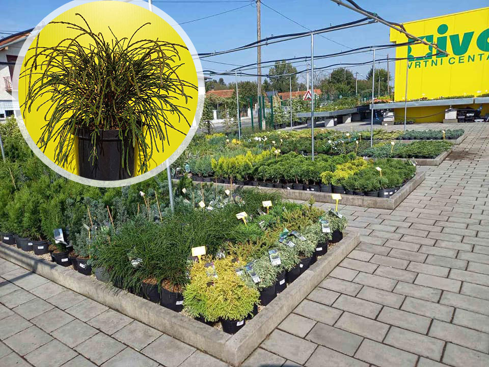 Vrtni centar IVA poklanja biljku thuja