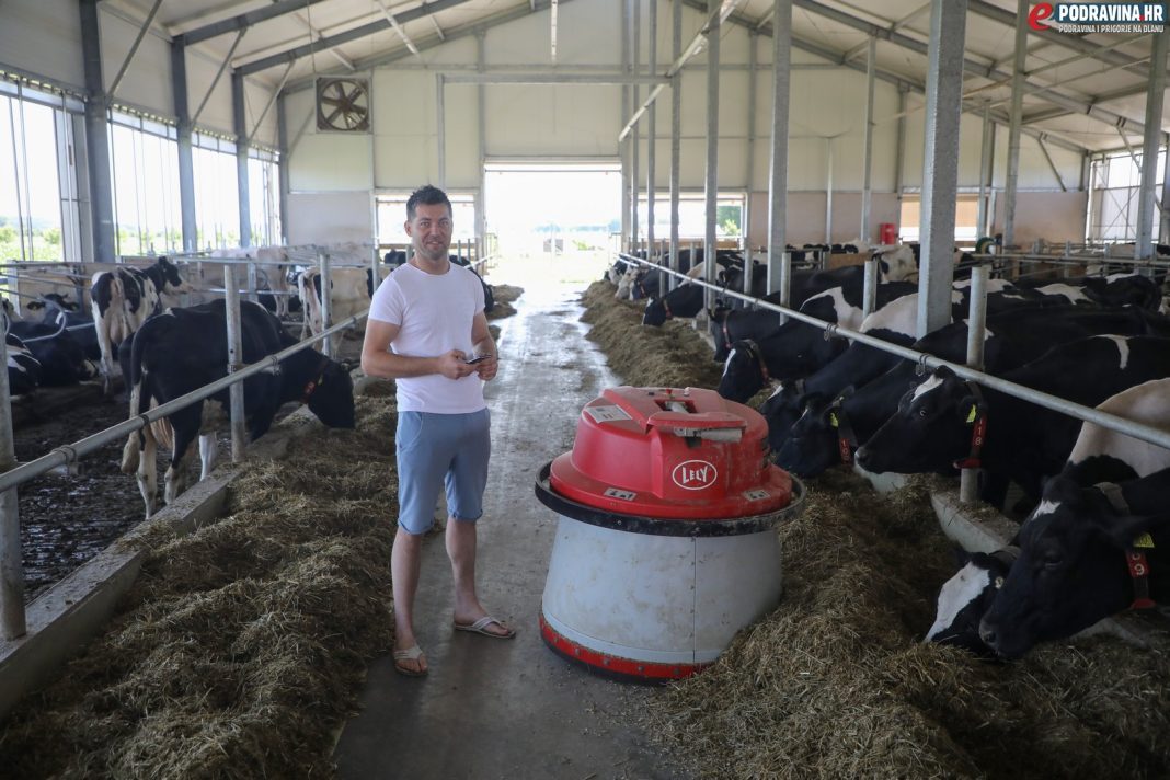 OPG Panić, krave, farma, mlijeko